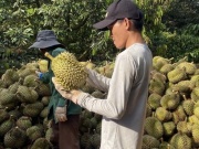 Thị trường - Tiêu dùng - Giá sầu riêng quay đầu giảm sau đà tăng kỷ lục, nhà vườn đứng ngồi không yên