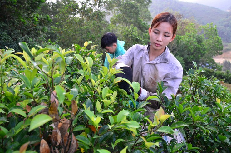 Rau mít rừng còn có tên gọi khác là mít ré, mít mi, thuộc họ dâu tằm, là một dạng thực phẩm tự nhiên độc đáo trong văn hóa ẩm thực của người dân xứ Mường ở vùng Hòa Bình
