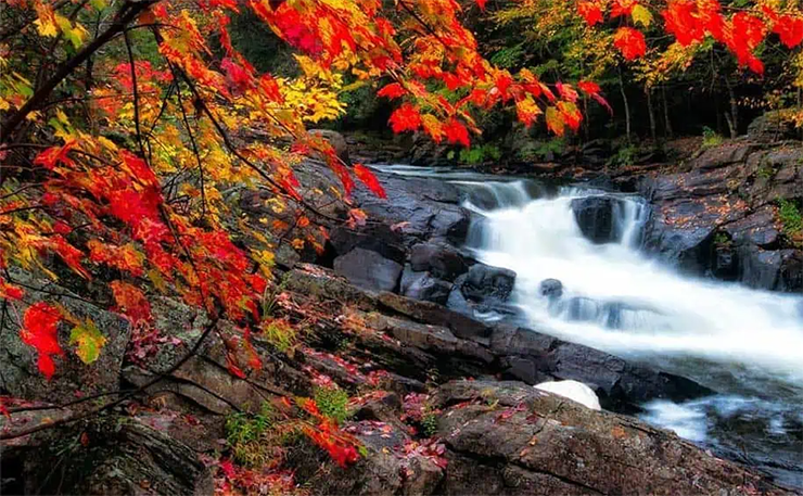 Công viên tỉnh Algonquin, Ontario: Công viên rộng lớn có diện tích hơn 7.600km2 này nằm ở Trung tâm Ontario. Từ cuối tháng 9, những cây phong trong công viên bắt đầu chuyển sang màu đỏ và vàng rực rỡ. Vào giữa và cuối tháng 10, những cây me, cây dương và cây sồi đỏ đạt màu sắc rực rỡ nhất.
