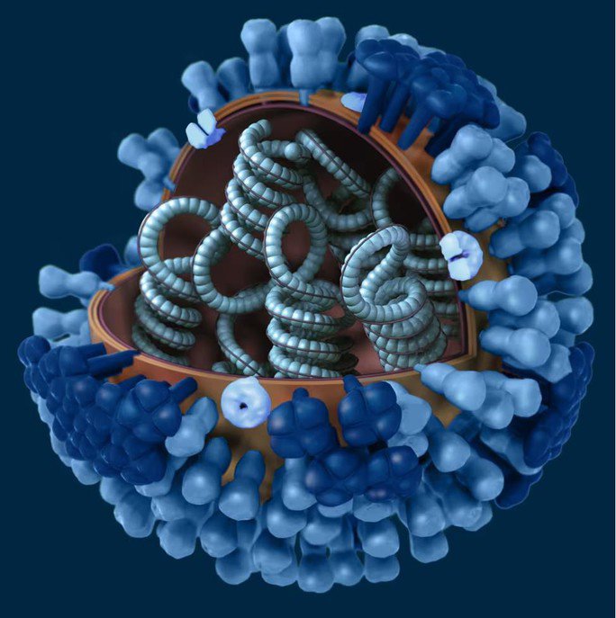 WHO: Chủng cúm biến thể nguy hiểm lây từ heo sang người ở Hà Lan - 1