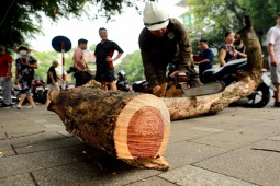 Dân Thủ đô sờ tận tay, nhìn tận mắt vân gỗ siêu đẹp của cây sưa 100 năm tuổi