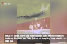 Gần trăm con cá sấu sổng chuồng, bơi “tung tăng” trong nhà dân