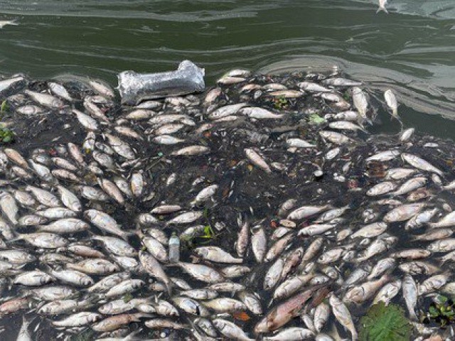 Lại xuất hiện tình trạng cá chết ở hồ Tây
