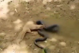 Trận tử chiến giữa rắn độc với ”khắc tinh” cày mangut