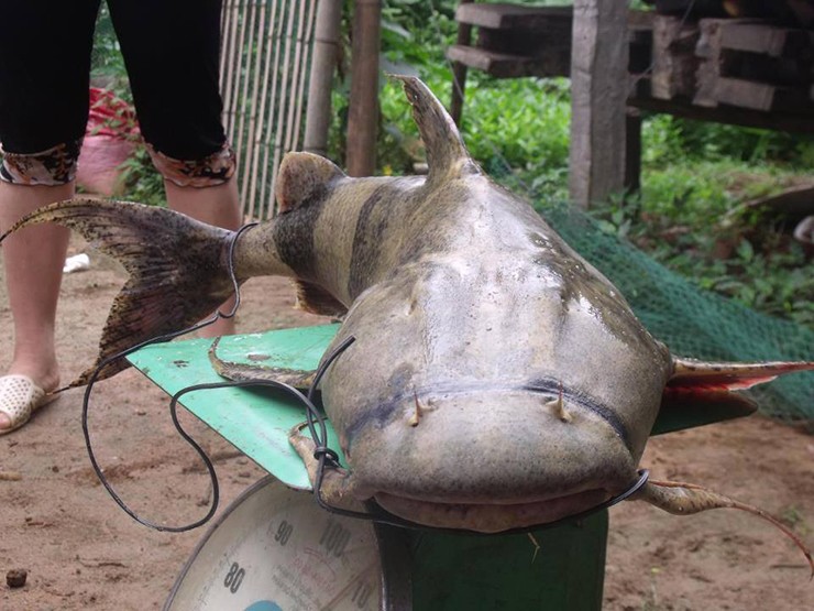 Trước đây, cá chiên là sản vật tiến Vua, còn bây giờ chúng thành đặc sản được nhiều người lùng mua về thưởng thức.&nbsp;
