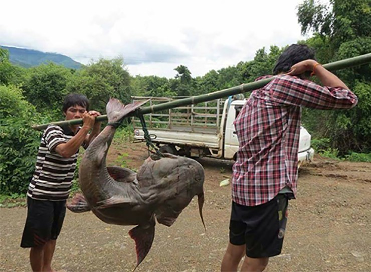 &nbsp;Trên thị trường, cá chiên có giá khoảng 500.000-700.000 đồng/kg
