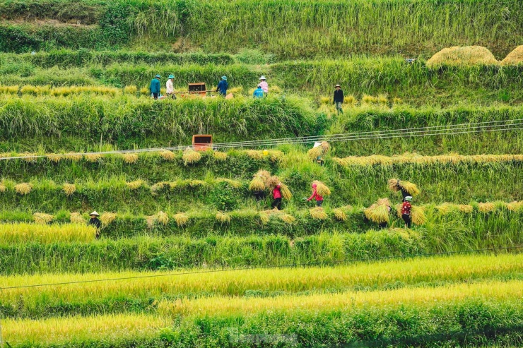 Người dân vẫn thu hoạch lúa bằng các phương pháp thủ công như dùng liềm cắt, máy tuốt lúa bằng chân hoặc máy đập.