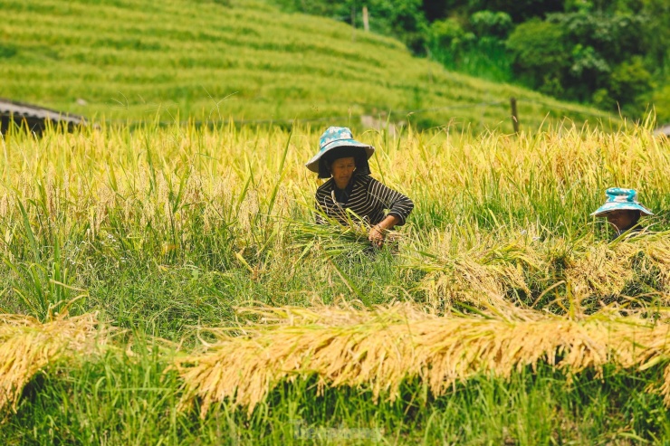 Lúa ở Hoàng Su Phì thường không bao giờ thu hoạch sớm. Người dân thường để lúa chín già, vàng óng mới thu hoạch.
