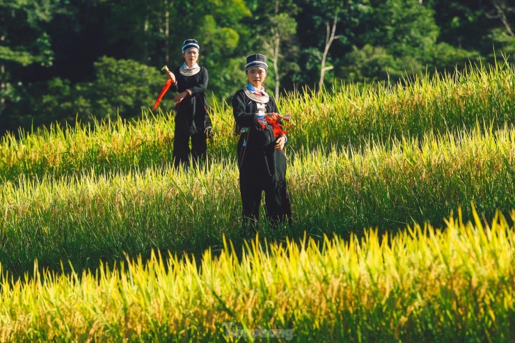 Người dân tộc Dao Đen nhảy múa trên những cánh đồng lúa chín ở Bản Luốc.