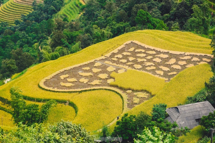 Cánh đồng lúa đang được thu hoạch ở bản Phùng.