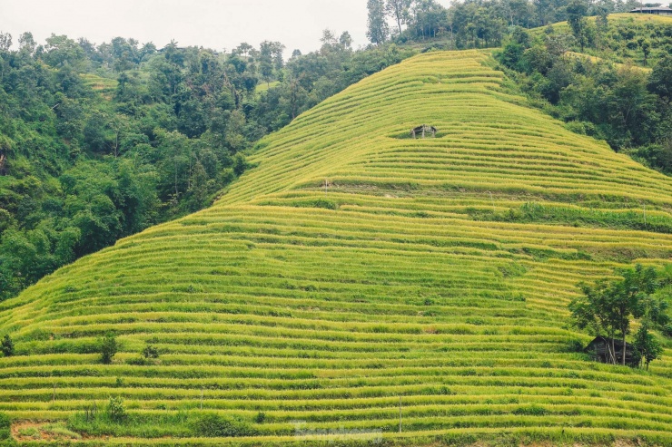 Ngất ngây cảnh sắc 'thiên đường' ruộng bậc thang ở Hoàng Su Phì - 15