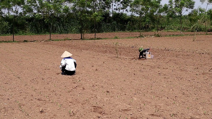 Vào tháng 8 đến tháng 10 hàng năm, bố con ông Võ Ngọc Hà, trú tại xã Phú Hộ, thị xã Phú Thọ (Phú Thọ) lại tận dụng thời gian rảnh rỗi cùng nhau đi bắt dế cơm mang về ăn hoặc bán.
