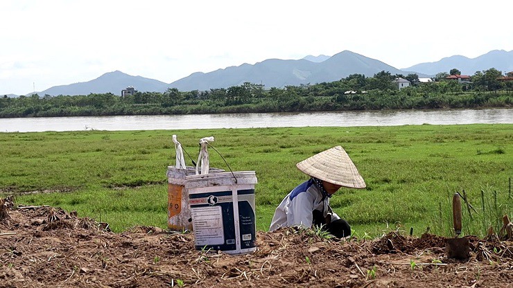 Nơi nhiều dế cơm nhất phải kể đến các bãi ruộng hoặc khu đất hoang gần bờ sông.
