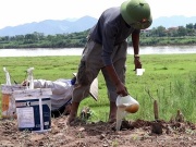 Thị trường - Tiêu dùng - Theo chân lão nông đi bắt loại côn trùng có đầy đồng, mang bán kiếm nửa triệu đồng/ngày