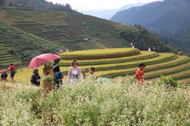 Mù Cang Chải mùa lúa chín