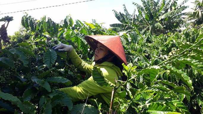 Dù giá cà phê tăng cao nhưng nông dân vẫn không hưởng lợi do đã hết hàng.Ảnh: CAO NGUYÊN