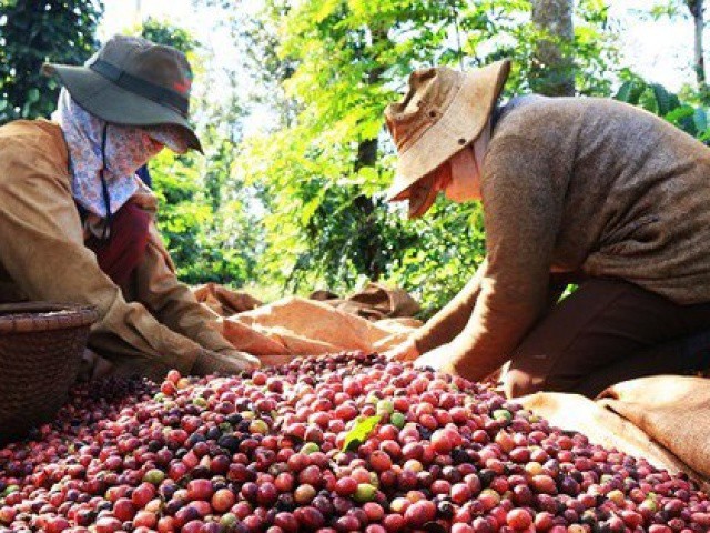 Giá cà phê Việt Nam tăng cao nhất trong 30 năm qua