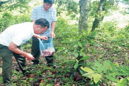 Thứ ở Việt Nam chỉ mọc vào ban đêm, được ví như ”vàng đỏ”, dân hái về bán giá đắt