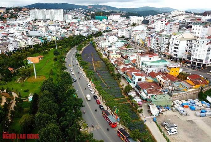 Cánh đồng hoa nữ hoàng xanh đẹp lung linh, phục vụ miễn phí giữa lòng Đà Lạt - 1