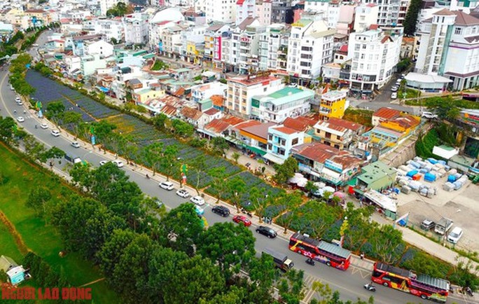 Cánh đồng hoa nữ hoàng xanh đẹp lung linh, phục vụ miễn phí giữa lòng Đà Lạt - 2