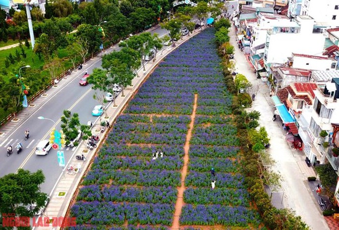 Cánh đồng hoa nữ hoàng xanh đẹp lung linh, phục vụ miễn phí giữa lòng Đà Lạt - 3