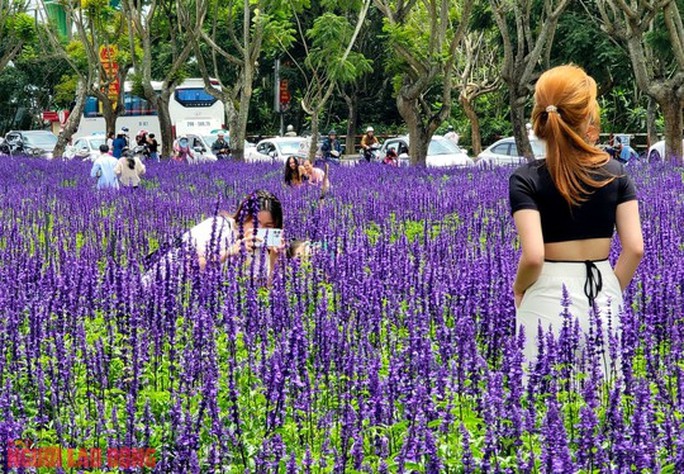 Thời điểm hoa nở rộ, khu vườn được phủ một màu tím rất đẹp, trở thành một điểm check-in của rất nhiều bạn trẻ.