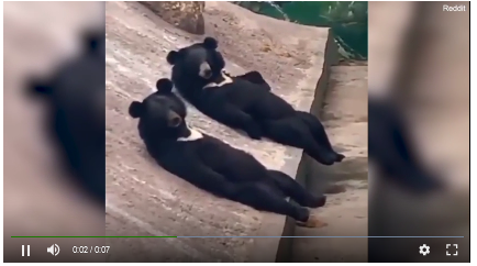 Trung Quốc: Nghi vấn người đóng giả gấu, vừa nằm trên tảng đá vừa vẫy chân chào khách - 2