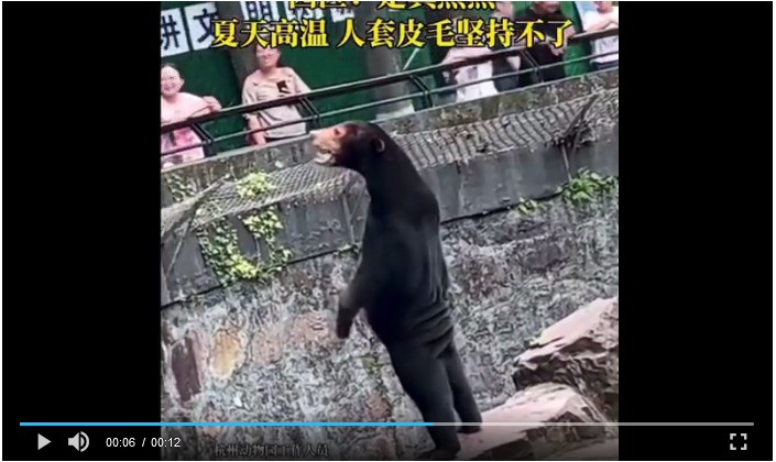 Trung Quốc: Nghi vấn người đóng giả gấu, vừa nằm trên tảng đá vừa vẫy chân chào khách - 3