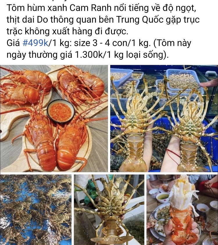 Loạt bài viết trên chợ mạng kêu gọi giải cứu tôm hùm xanh với giá rẻ.