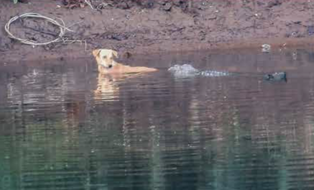 Ấn Độ: Thấy chó bị truy sát phải nhảy xuống sông, 3 con cá sấu có phản ứng gây kinh ngạc - 1