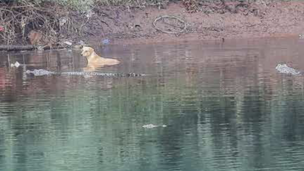 Ấn Độ: Thấy chó bị truy sát phải nhảy xuống sông, 3 con cá sấu có phản ứng gây kinh ngạc - 2