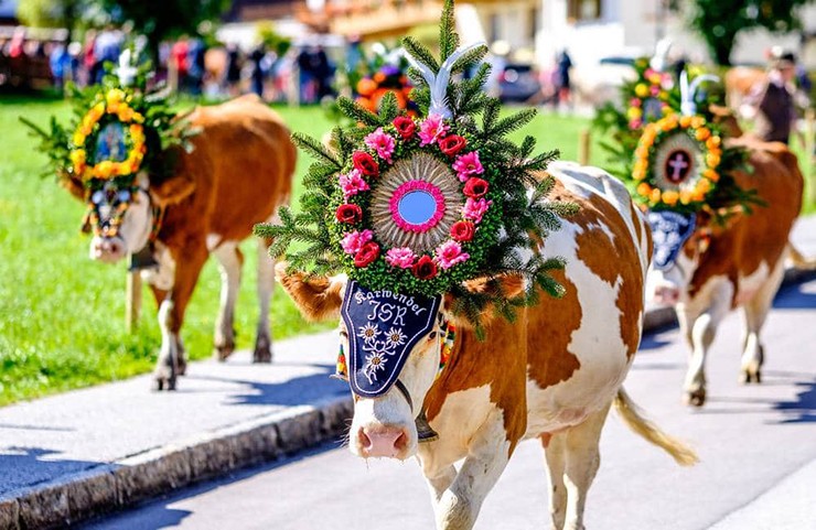 Cuộc diễu hành của bò qua dãy núi Alps ở Bavaria (Almabtrieb).
