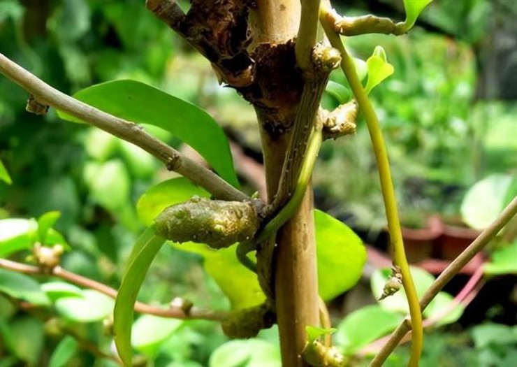 Loại cây này thường mọc dại ở bờ rào. Cây có lá hình trái tim bóng, đẹp nên nhiều người từng mang về trồng làm cảnh.
