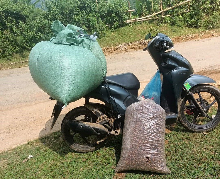 Giá xác ve từ vài trăm nghìn đến hàng triệu đồng/kg tuỳ loại và tuỳ thời điểm. (Ảnh: Tòng Tích).