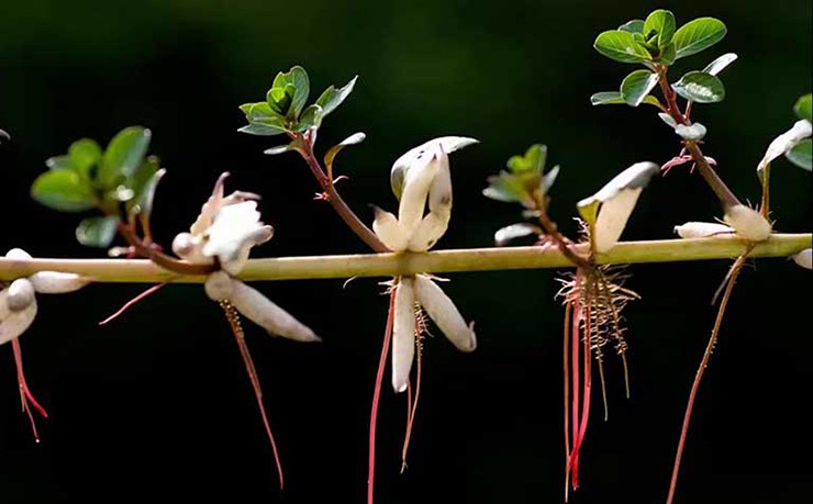 Trước kia cây dừa nước mọc dại khắp nơi, người dân thường đi lấy về cho lợn ăn hoặc nhổ bỏ vì cây phát triển rất nhanh,&nbsp;làm ảnh hưởng đến các loại thực vật khác sống cạnh.
