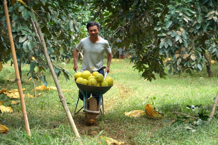 Theo ông Hiến, vì bưởi bị ngập, giá bán thấp, gia đình thiệt hại khoảng 20 triệu đồng. Vì lo sợ tiếp tục có mưa, gia đình đã gấp rút thu hái số qủa còn lại trên cây.