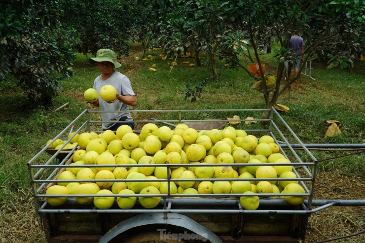 Mưa ngớt, nước sông rút, nhiều gia đình trồng bưởi tại xã Hương Trạch ra các khu vực trồng bưởi để thu hoạch. Vì bưởi khi đã bị ngâm nước lũ, nếu không kịp thời thu hoạch sẽ rụng quả và thối.