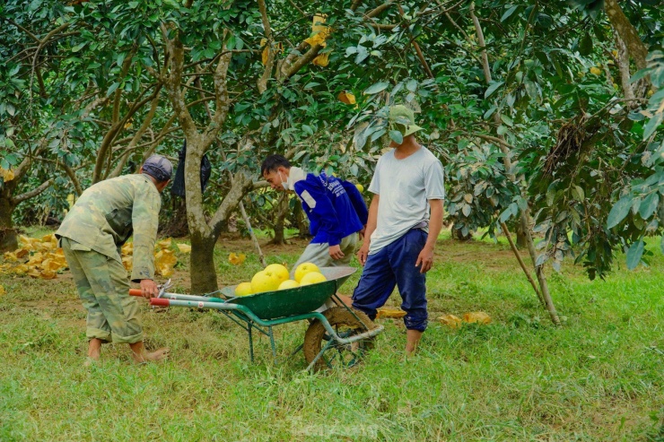 Ông Phan Anh Thái, Phó chủ tịch UBND xã Hương Trạch, cho biết, do ảnh hưởng của áp thấp nhiệt đới, địa phương có mưa lớn. Trong ngày 25/9, chính quyền cùng người dân đã gấp rút thu hoạch bưởi nhằm tránh thiệt hại kinh tế. Tuy nhiên, do mưa lớn, nước lũ lên quá nhanh nên nhiều gia đình trở tay không kịp.