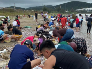 Tin tức trong ngày - 'Lộc biển' dạt vào bờ, người dân Cửa Lò phấn khởi mang bao tải ra nhặt