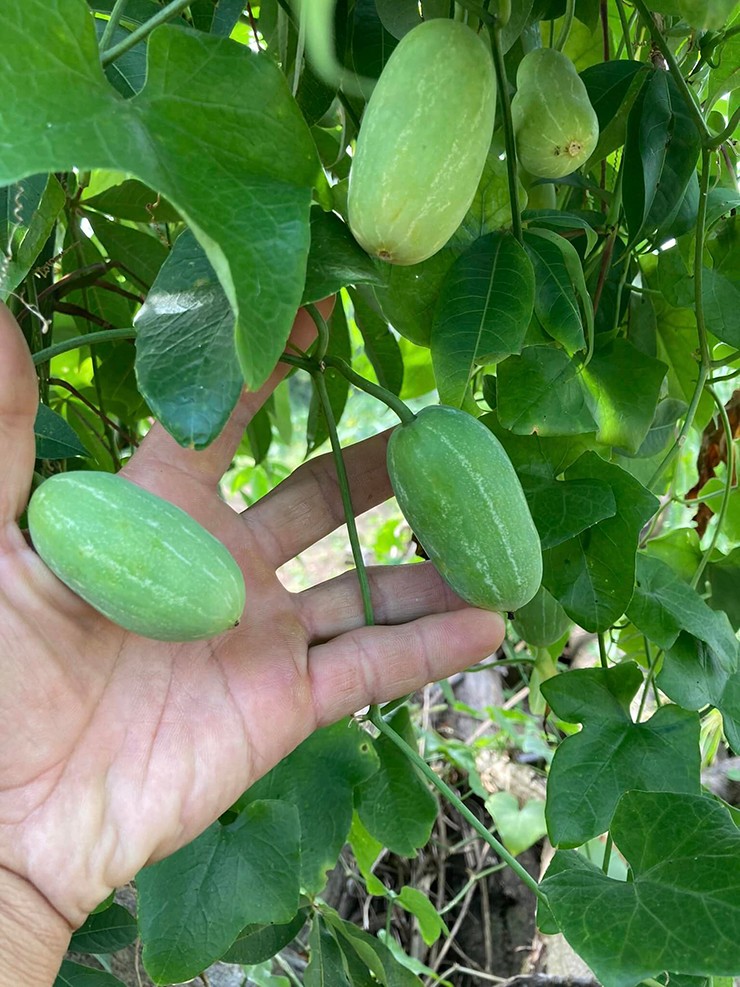 Đây là cây dây leo, còn có tên gọi khác là bát bát, dưa dại. Chúng ra hoa kết quả suốt 4 mùa trong năm
