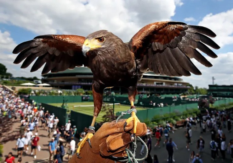 Diều hâu làm nhiệm vụ bảo đảm an ninh cho Wimbledon