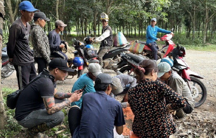 Nấm mối hái được đến đâu có người mua hết với giá cao. (Ảnh: Hoa Sen).