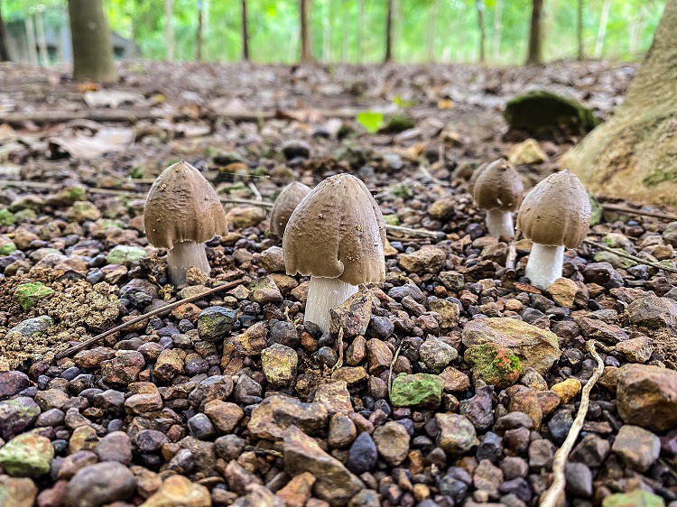 Nấm mối chỉ xuất hiện mỗi năm một lần vào mùa mưa, đặc biệt nấm này không trồng được nên giá rất cao (Ảnh: Hoa Sen).