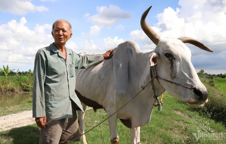 Ông Tám Pho cạnh chú bò đầu tiên được ông giải cứu. Ảnh: Trần Tuyên