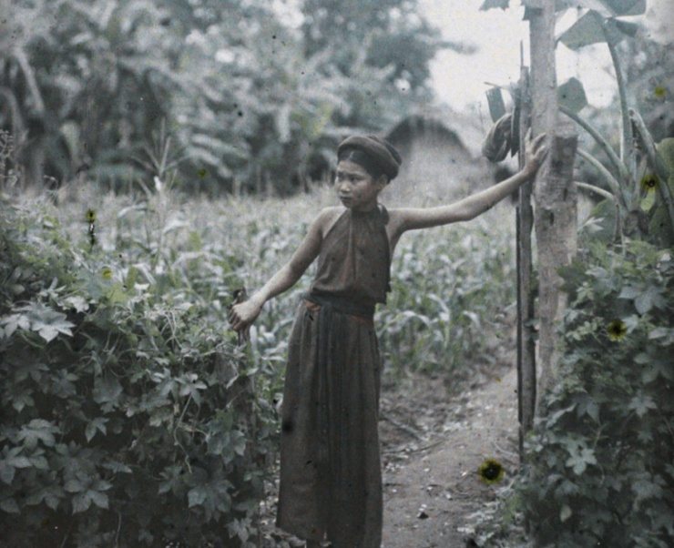 Thiếu nữ đứng ở lối vào ruộng ngô