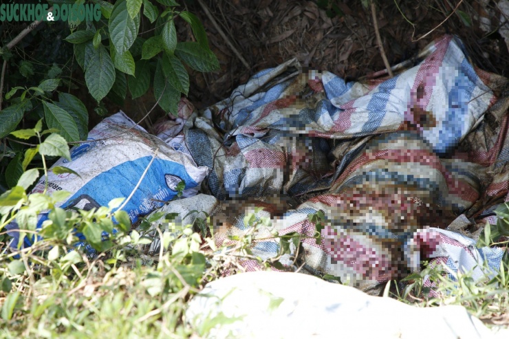 Nhiều xác lợn vứt bỏ tùy tiện khiến môi trường bị ô nhiễm, có nguy cơ gây dịch bệnh cho động vật và người.
