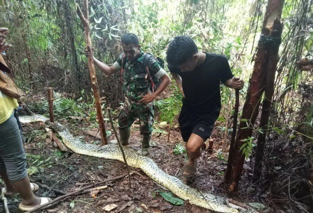 Indonesia: Chồng phát hiện thi thể vợ trong bụng trăn khổng lồ - 3