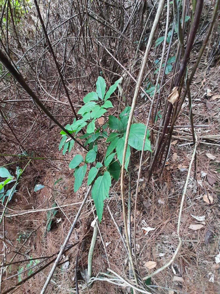 Cây lá lằng còn gọi là cây lá đắng. Lá lằng thường có 7-9 lá xòe tròn khép kín như cái ô.&nbsp;
