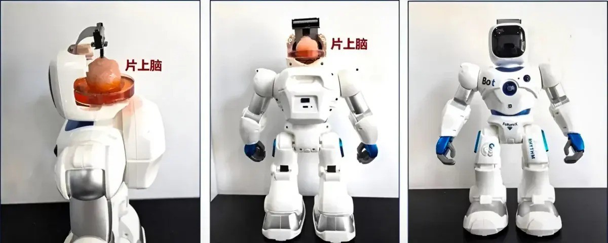 Robot with brain made from human cells - 2