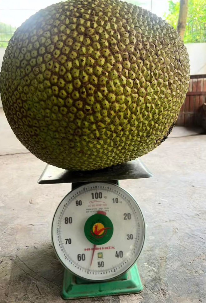 Quả mít có cân nặng chính xác là 54,5kg